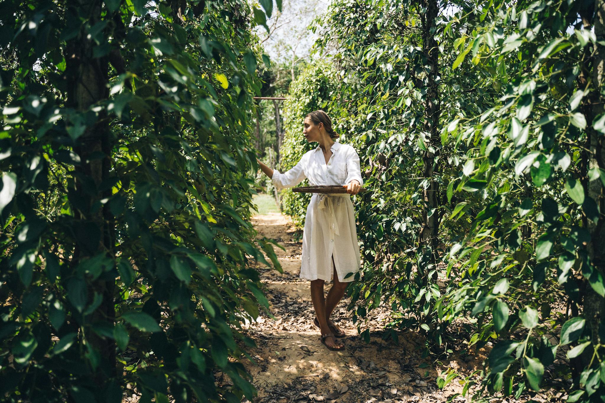 A woman in a white dress harvesting peppercorns on a sunny farm day.